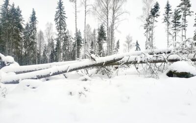 Skogsbruk och trädvård